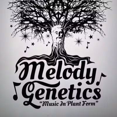 Melody Genetics Cannabis Brand Logo