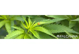 Falcanna Cannabis Brand Logo
